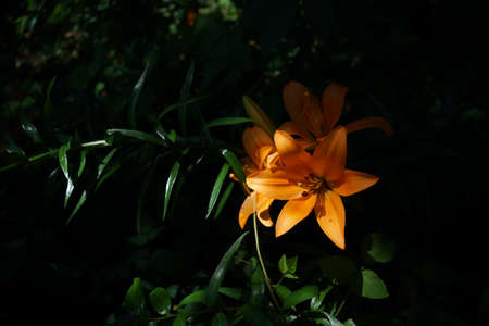 Light Orange Thunberg Lily in Full Bloomの写真素材