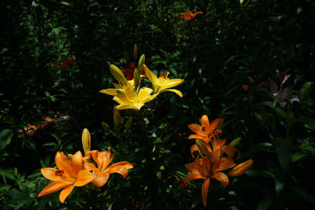Light Yellow Thunberg Lily in Full Bloomの写真素材