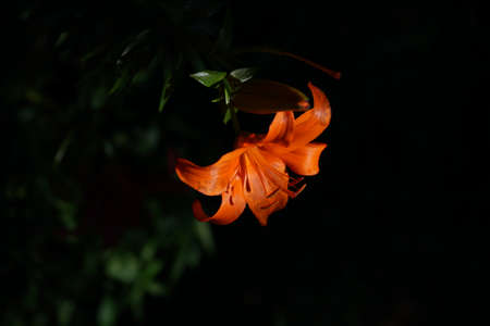 Light Orange Thunberg Lily in Full Bloomの写真素材