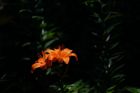 Light Orange Thunberg Lily in Full Bloomの写真素材