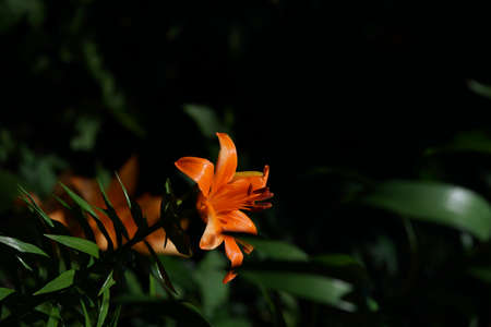 Light Orange Thunberg Lily in Full Bloomの写真素材