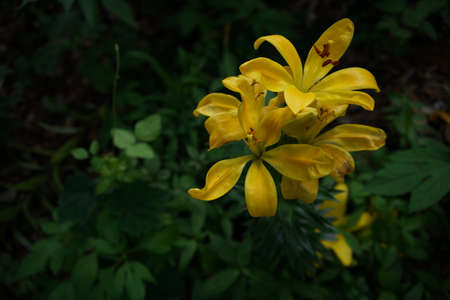 Light Yellow Thunberg Lily in Full Bloomの写真素材