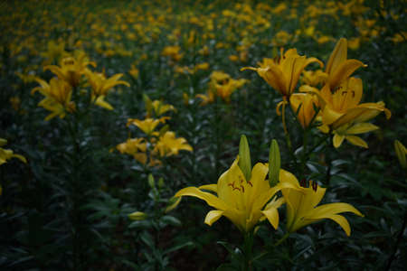 Light Yellow Thunberg Lily in Full Bloomの写真素材