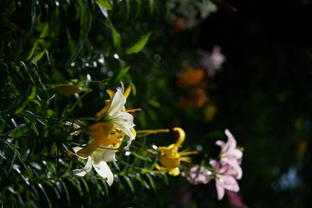 White Flower of Thunberg Lily in Full Bloomの写真素材
