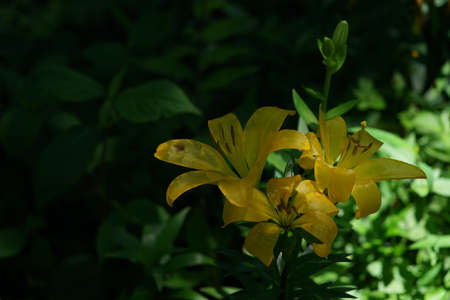 Light Yellow Thunberg Lily in Full Bloomの写真素材