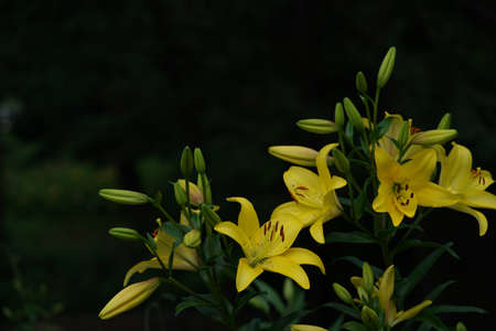 Light Yellow Thunberg Lily in Full Bloomの写真素材