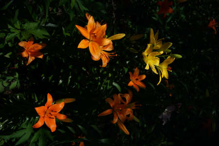 Light Orange Thunberg Lily in Full Bloomの写真素材