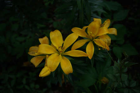 Light Yellow Thunberg Lily in Full Bloomの写真素材