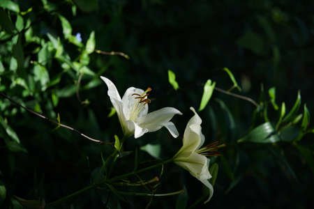 White Flower of Thunberg Lily in Full Bloomの写真素材