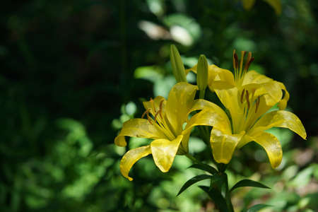 Light Yellow Thunberg Lily in Full Bloomの写真素材