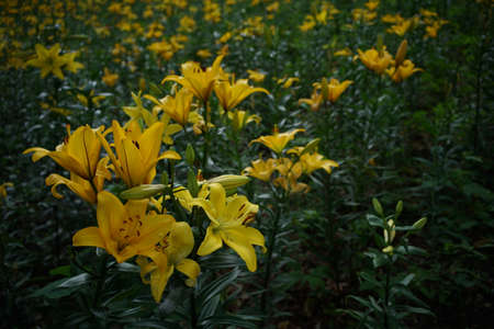 Light Yellow Thunberg Lily in Full Bloomの写真素材