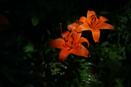 Light Orange Thunberg Lily in Full Bloomの写真素材
