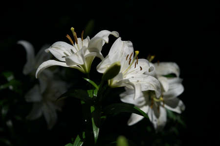 White Thunberg Lily in Full Bloomの写真素材