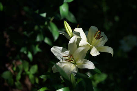 White Thunberg Lily in Full Bloomの写真素材