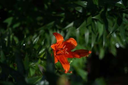 Light Orange Thunberg Lily in Full Bloomの写真素材