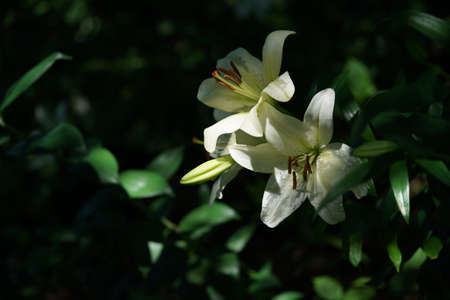 White Thunberg Lily in Full Bloomの写真素材