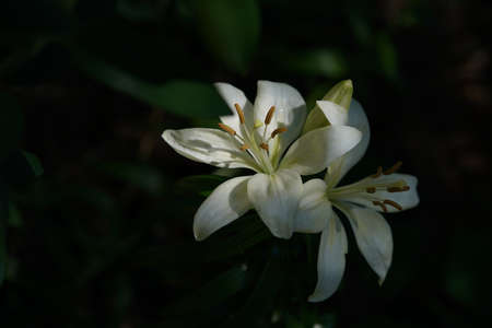 White Thunberg Lily in Full Bloomの写真素材