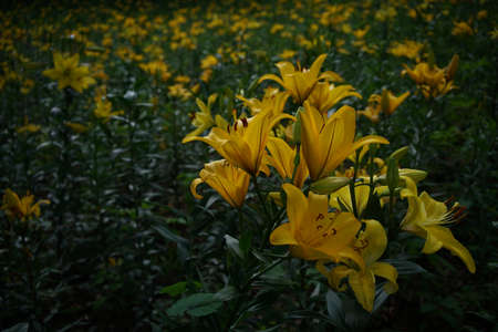 Light Yellow Thunberg Lily in Full Bloomの写真素材