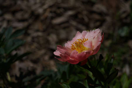 Light Pink Flower of Japanese Peony in Full Bloomの写真素材