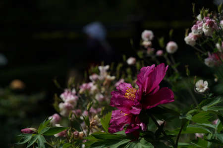 Light Pink Flower of Japanese Peony in Full Bloomの写真素材