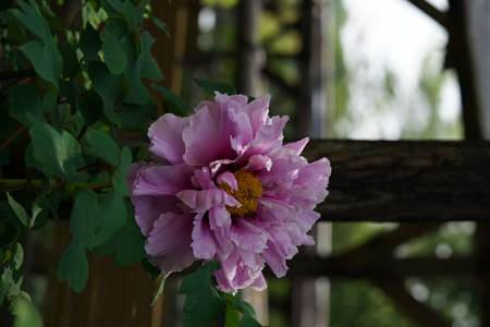 Light Pink Flower of Japanese Peony in Full Bloomの写真素材