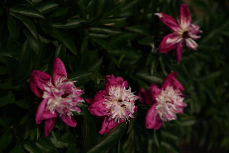Light Pink Flower of Japanese Peony in Full Bloomの写真素材