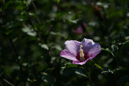 Light Pink Flower of Rose of Sharon in Full Bloom