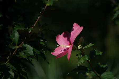 Light Pink Flower of Rose of Sharon in Full Bloomの写真素材