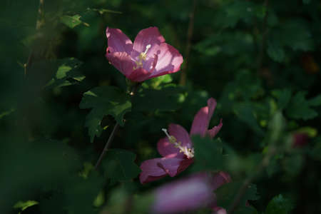 Light Pink Flower of Rose of Sharon in Full Bloom