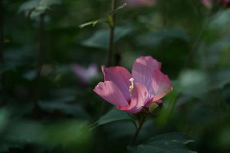Light Pink Flower of Rose of Sharon in Full Bloomの写真素材