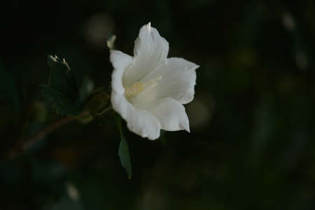 White Flower of Rose of Sharon in Full Bloomの写真素材
