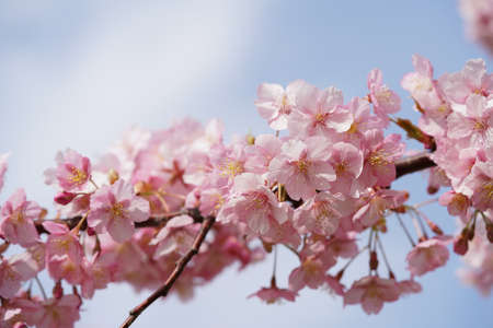 Light Pink Cherry Blossom of Kawazu-zakura in Full Bloom