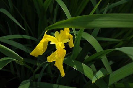 Yellow Flower of Iris in Full Bloomの写真素材