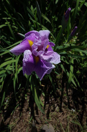 Light Purple Flower of Iris in Full Bloomの写真素材