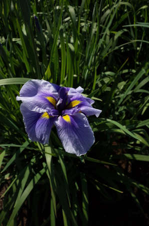 Light Purple Flower of Iris in Full Bloomの写真素材