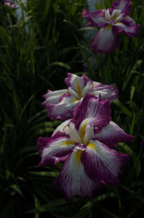 White and Light Purple-rimmed Flower of Iris in Full Bloomの写真素材