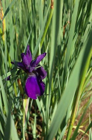 Purple Flower of Iris in Full Bloomの写真素材
