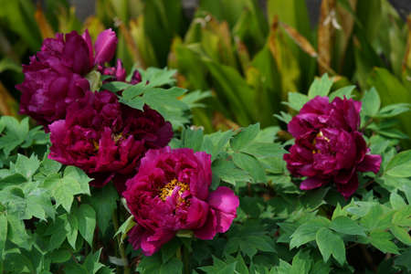 Purple Flower of Japanese Peony in Full Bloomの写真素材