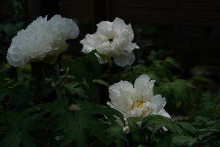 White Flower of Japanese Peony in Full Bloomの写真素材