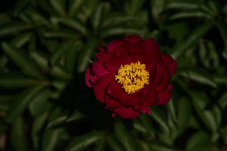 Purple Flower of Japanese Peony in Full Bloomの写真素材