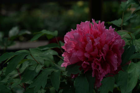 Light Pink Flower of Japanese Peony in Full Bloomの写真素材