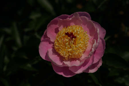 Light Pink Flower of Japanese Peony in Full Bloomの写真素材