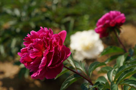 Light Pink Flower of Japanese Peony in Full Bloomの写真素材