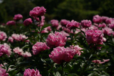 Light Pink Flower of Japanese Peony in Full Bloomの写真素材