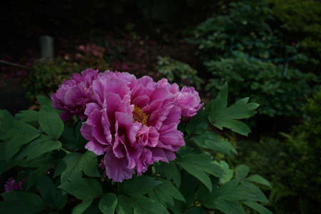 Light Pink Flower of Japanese Peony in Full Bloomの写真素材