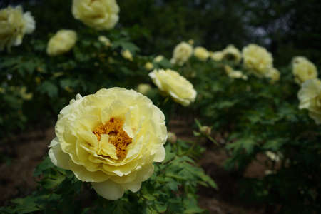 Light Yellow Flower of Japanese Peony in Full Bloomの写真素材