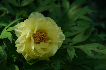Light Yellow Flower of Japanese Peony in Full Bloomの写真素材