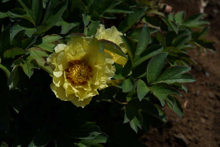 Light Yellow Flower of Japanese Peony in Full Bloomの写真素材