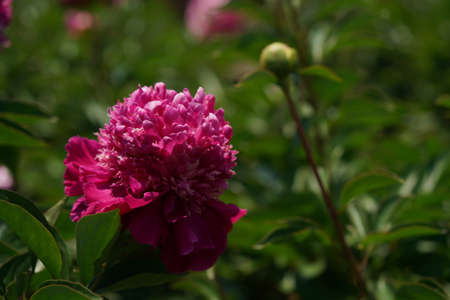 Light Pink Flower of Japanese Peony in Full Bloomの写真素材