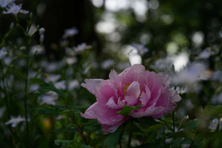 Light Pink Flower of Japanese Peony in Full Bloomの写真素材